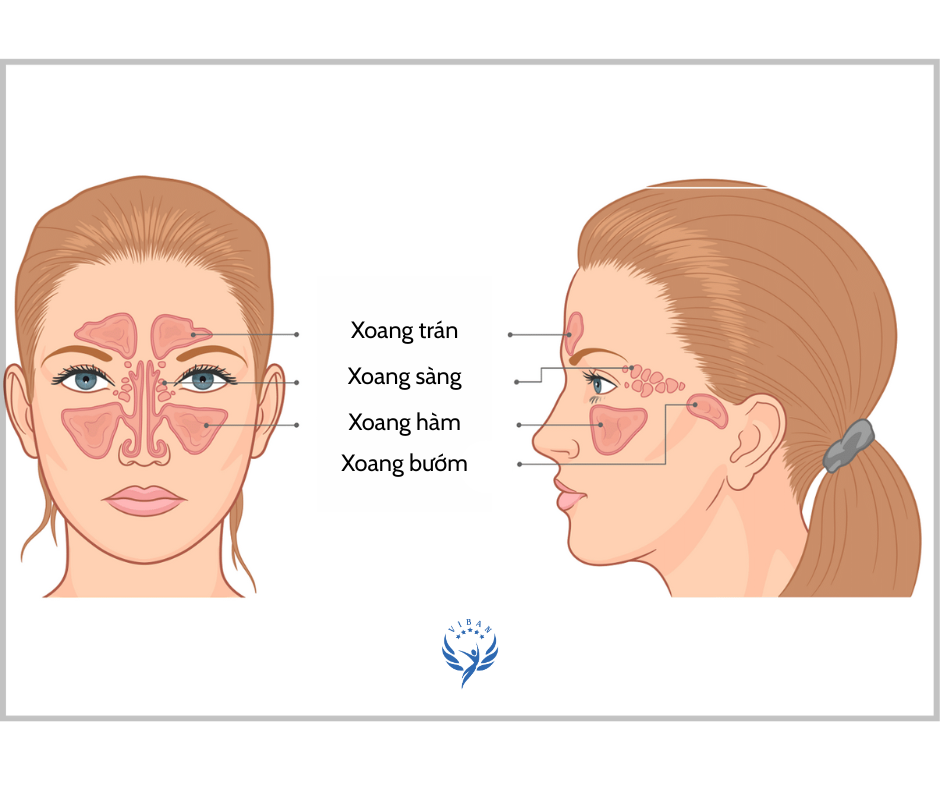 vị trí xoang
