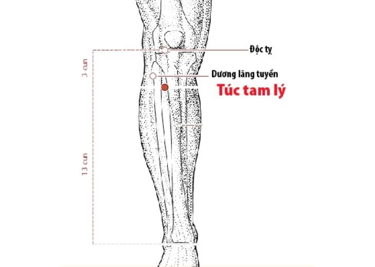 huyệt túc tam lý