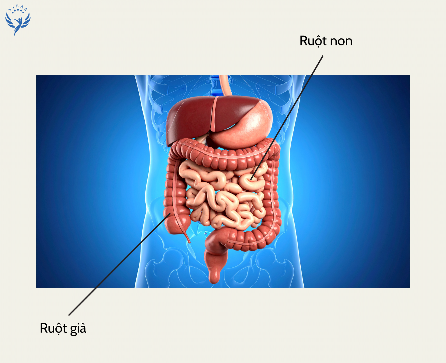 Ruột non và ruột già trong hệ tiêu hóa với vai trò khác nhau trong tiêu hóa và hấp thu